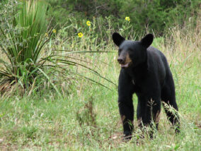 EL OSO NEGRO: EL PODER DE UNA BELLOTA
