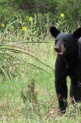 EL OSO NEGRO: EL PODER DE UNA BELLOTA