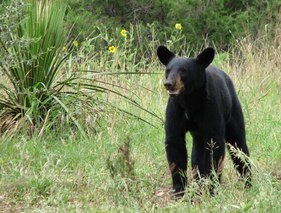 EL OSO NEGRO: EL PODER DE UNA BELLOTA