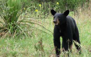 EL OSO NEGRO: El CONFLICTO CON HUMANOS