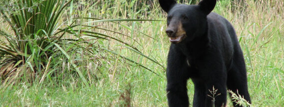 EL OSO NEGRO: El CONFLICTO CON HUMANOS