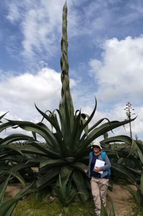 EL PULQUE Y LOS MAGUEYES: PATRIMONIO BIOCULTURAL PRE-HISPÁNICO