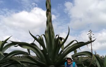 EL PULQUE Y LOS MAGUEYES: PATRIMONIO BIOCULTURAL PRE-HISPÁNICO
