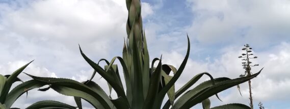 EL PULQUE Y LOS MAGUEYES: PATRIMONIO BIOCULTURAL PRE-HISPÁNICO