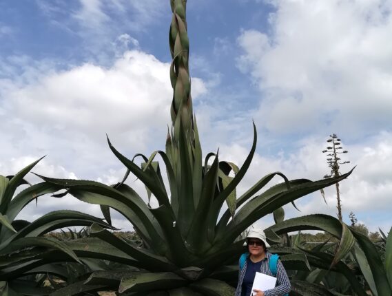 EL PULQUE Y LOS MAGUEYES: PATRIMONIO BIOCULTURAL PRE-HISPÁNICO