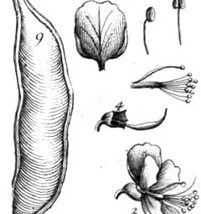 DE COMO PESCAR SIN REDES NI ANZUELOS: LOS BARBASCOS