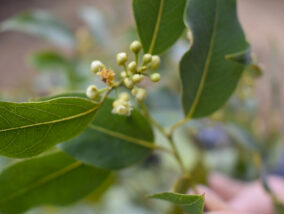 LAS BONDADES DEL LAUREL MEXICANO