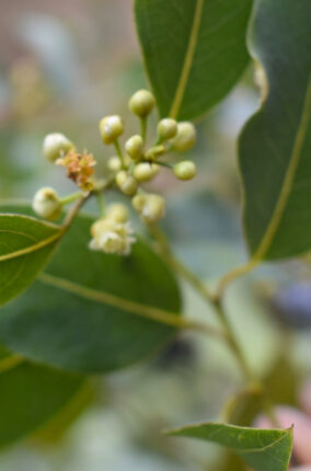 LAS BONDADES DEL LAUREL MEXICANO