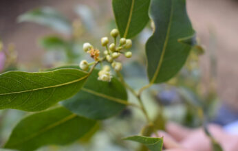 LAS BONDADES DEL LAUREL MEXICANO