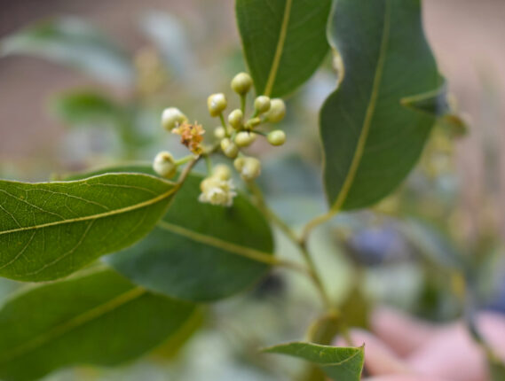 LAS BONDADES DEL LAUREL MEXICANO