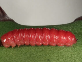 EL GUSANO ROJO DEL MAGUEY ¿PLAGA O ALIMENTO?