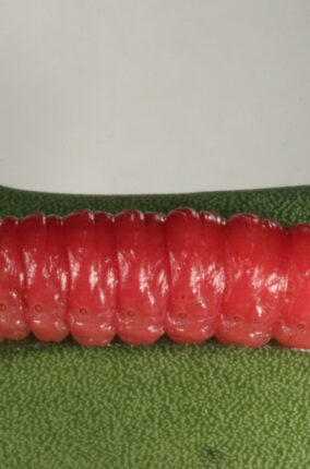 EL GUSANO ROJO DEL MAGUEY ¿PLAGA O ALIMENTO?