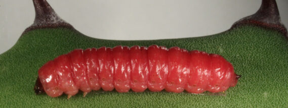 EL GUSANO ROJO DEL MAGUEY ¿PLAGA O ALIMENTO?