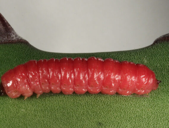 EL GUSANO ROJO DEL MAGUEY ¿PLAGA O ALIMENTO?