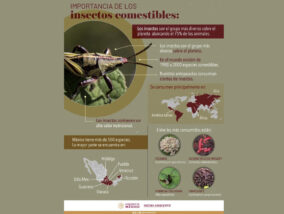 INSECTOS COMESTIBLES DE MÉXICO