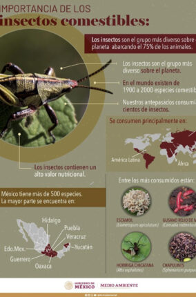 INSECTOS COMESTIBLES DE MÉXICO