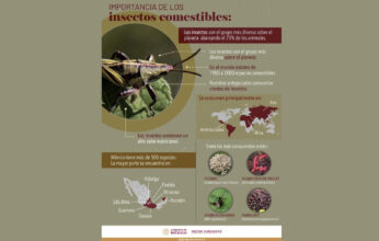 INSECTOS COMESTIBLES DE MÉXICO