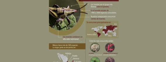 INSECTOS COMESTIBLES DE MÉXICO