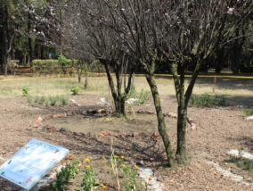 EL JARDÍN BIOCULTURAL “VIVEROS DE COYOACÁN