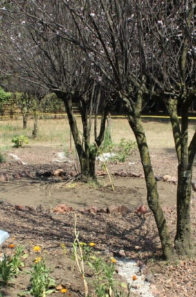 EL JARDÍN BIOCULTURAL “VIVEROS DE COYOACÁN