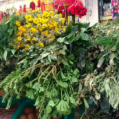 EL VIAJE DE LAS PLANTAS MEDICINALES A TRAVÉS DEL TIEMPO