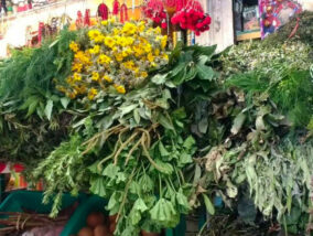 EL VIAJE DE LAS PLANTAS MEDICINALES A TRAVÉS DEL TIEMPO