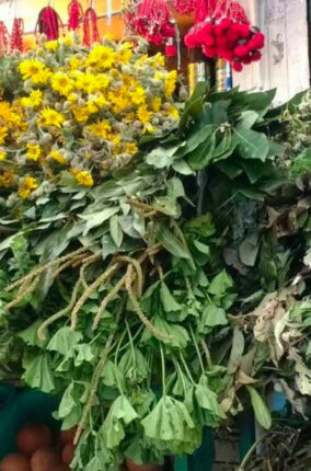 LA MEDICINA TRADICIONAL EN LA CIUDAD DE MÉXICO