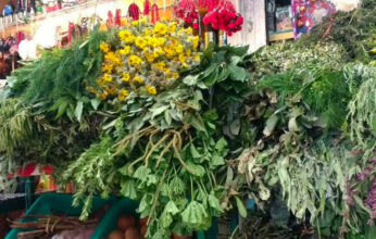 EL VIAJE DE LAS PLANTAS MEDICINALES A TRAVÉS DEL TIEMPO