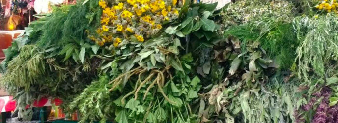 EL VIAJE DE LAS PLANTAS MEDICINALES A TRAVÉS DEL TIEMPO