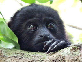 EL MONO AULLADOR NEGRO EN LOS PANTANOS DE CENTLA, TABASCO PARTE 1