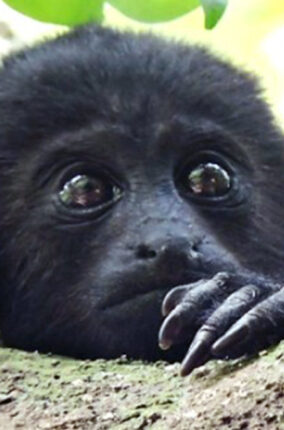 EL MONO AULLADOR NEGRO EN LOS PANTANOS DE CENTLA, TABASCO PARTE 1