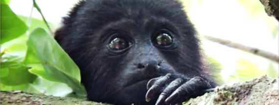 EL MONO AULLADOR NEGRO EN LOS PANTANOS DE CENTLA, TABASCO PARTE 1