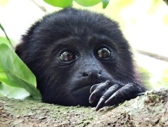 EL MONO AULLADOR NEGRO EN LOS PANTANOS DE CENTLA, TABASCO PARTE 1