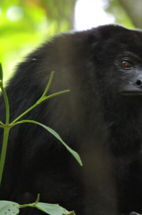 EL MONO AULLADOR NEGRO EN LOS PANTANOS DE CENTLA, TABASCO PARTE 2