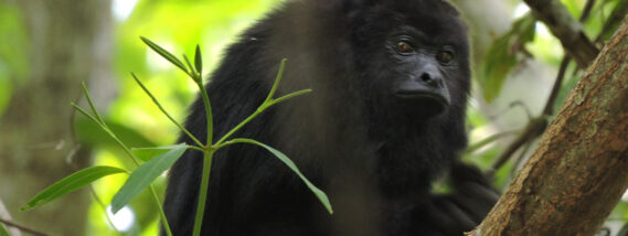 EL MONO AULLADOR NEGRO EN LOS PANTANOS DE CENTLA, TABASCO PARTE 2
