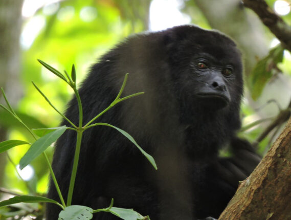 EL MONO AULLADOR NEGRO EN LOS PANTANOS DE CENTLA, TABASCO PARTE 2