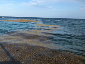 HISTORIA NATURAL DEL SARGAZO Y PERSPECTIVAS PARA SU APROVECHAMIENTO PARTE 2