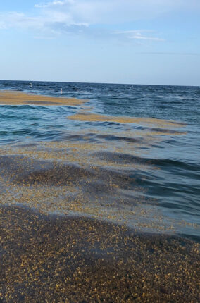 HISTORIA NATURAL DEL SARGAZO Y PERSPECTIVAS PARA SU APROVECHAMIENTO PARTE 2