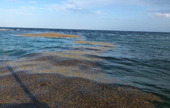 HISTORIA NATURAL DEL SARGAZO Y PERSPECTIVAS PARA SU APROVECHAMIENTO PARTE 2