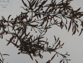 HISTORIA NATURAL DEL SARGAZO Y PERSPECTIVAS PARA SU APROVECHAMIENTO PARTE 1