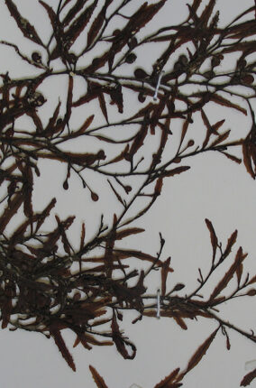 HISTORIA NATURAL DEL SARGAZO Y PERSPECTIVAS PARA SU APROVECHAMIENTO PARTE 1