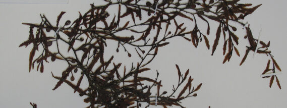 HISTORIA NATURAL DEL SARGAZO Y PERSPECTIVAS PARA SU APROVECHAMIENTO PARTE 1