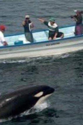 LAS ORCAS DEL PACIFICO MÉXICANO PARTE 1