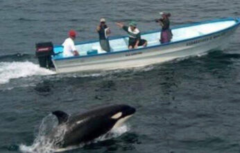 LAS ORCAS DEL PACIFICO MÉXICANO PARTE 1