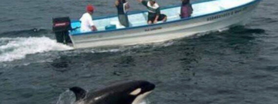 LAS ORCAS DEL PACIFICO MÉXICANO PARTE 1