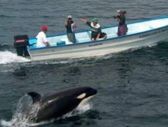 LAS ORCAS DEL PACIFICO MÉXICANO PARTE 1