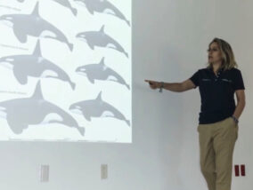 LAS ORCAS DEL PACIFICO MÉXICANO. PARTE 2