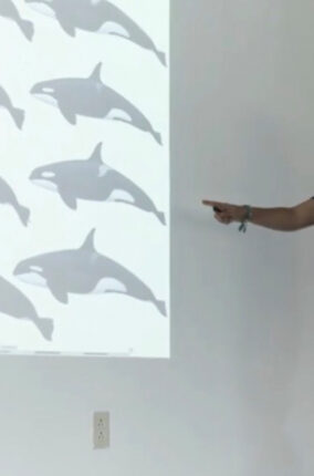 LAS ORCAS DEL PACIFICO MÉXICANO. PARTE 2