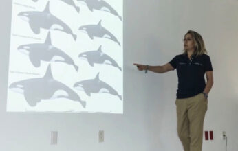 LAS ORCAS DEL PACIFICO MÉXICANO. PARTE 2