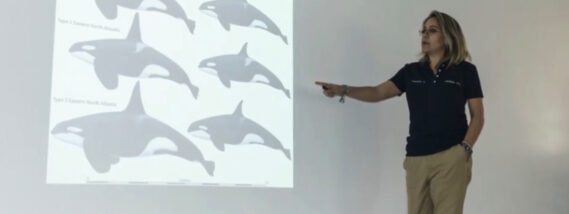 LAS ORCAS DEL PACIFICO MÉXICANO. PARTE 2